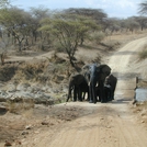 safari.4.jpg