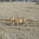 safari.5.jpg