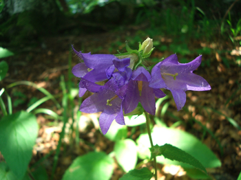 Plitvice042.jpg