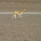 uyuni1030.jpg