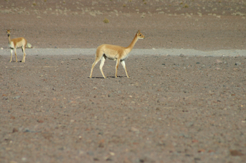 uyuni1030.jpg