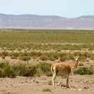 uyuni1114.jpg