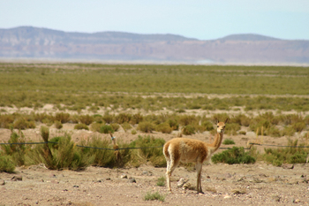 uyuni1114.jpg