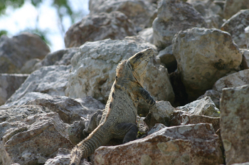 Chichen_Itza325.jpg