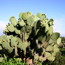 Teotihuacan002.jpg