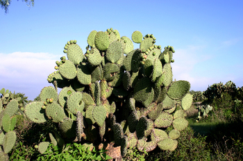 Teotihuacan002.jpg