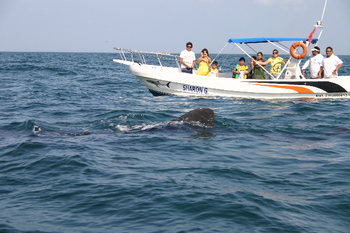 Holbox3202.jpg