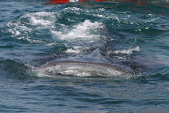 Holbox3210.jpg