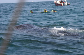 Holbox3308.jpg