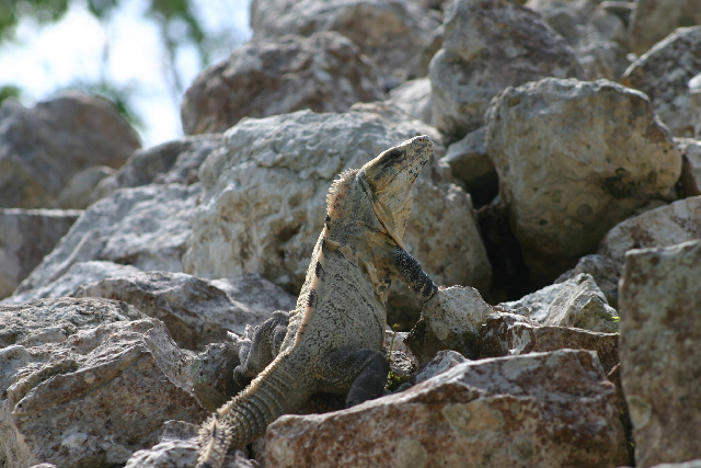 http://www.itonaika.com/column/images/Chichen_Itza325.jpg