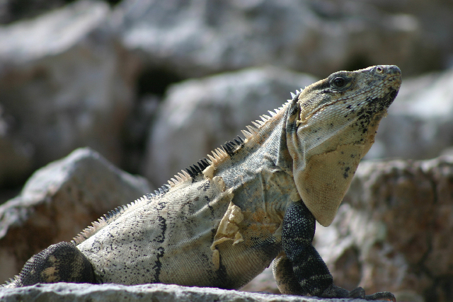 http://www.itonaika.com/column/images/Chichen_Itza326.jpg