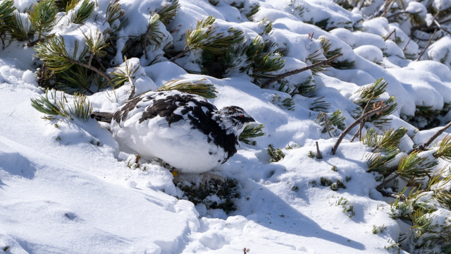 http://www.itonaika.com/column/images/TATEYAMA00022.jpg