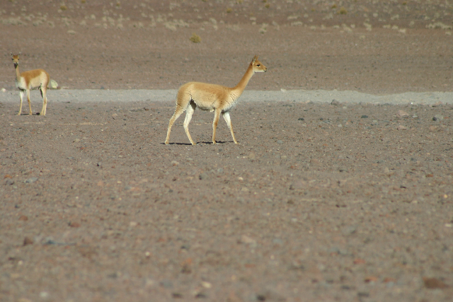 http://www.itonaika.com/column/images/uyuni1030.jpg