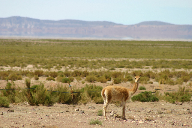 http://www.itonaika.com/column/images/uyuni1114.jpg