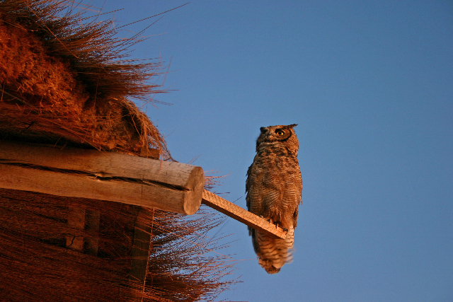 http://www.itonaika.com/column/images/uyuni445%20%E3%81%AE%E3%82%B3%E3%83%94%E3%83%BC.jpg